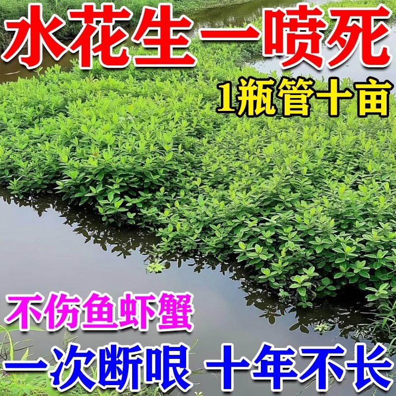自动枯】水花生克星烂q根剂强力除草一扫光不伤苗菱角水葫芦烂根