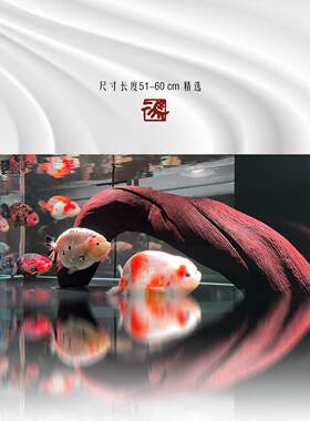 Erma 51-60cm大型大型下沉木景观下沉木森林鬃狮蜥蜴太阳露台自然