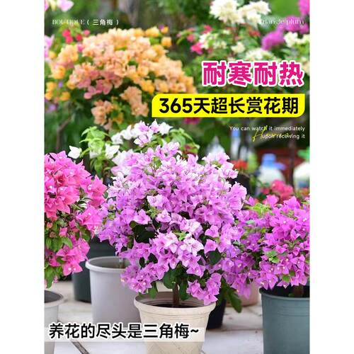 三角梅花树苗盆栽带花老桩特大苗漳红樱室内阳台高端爬藤四季开花