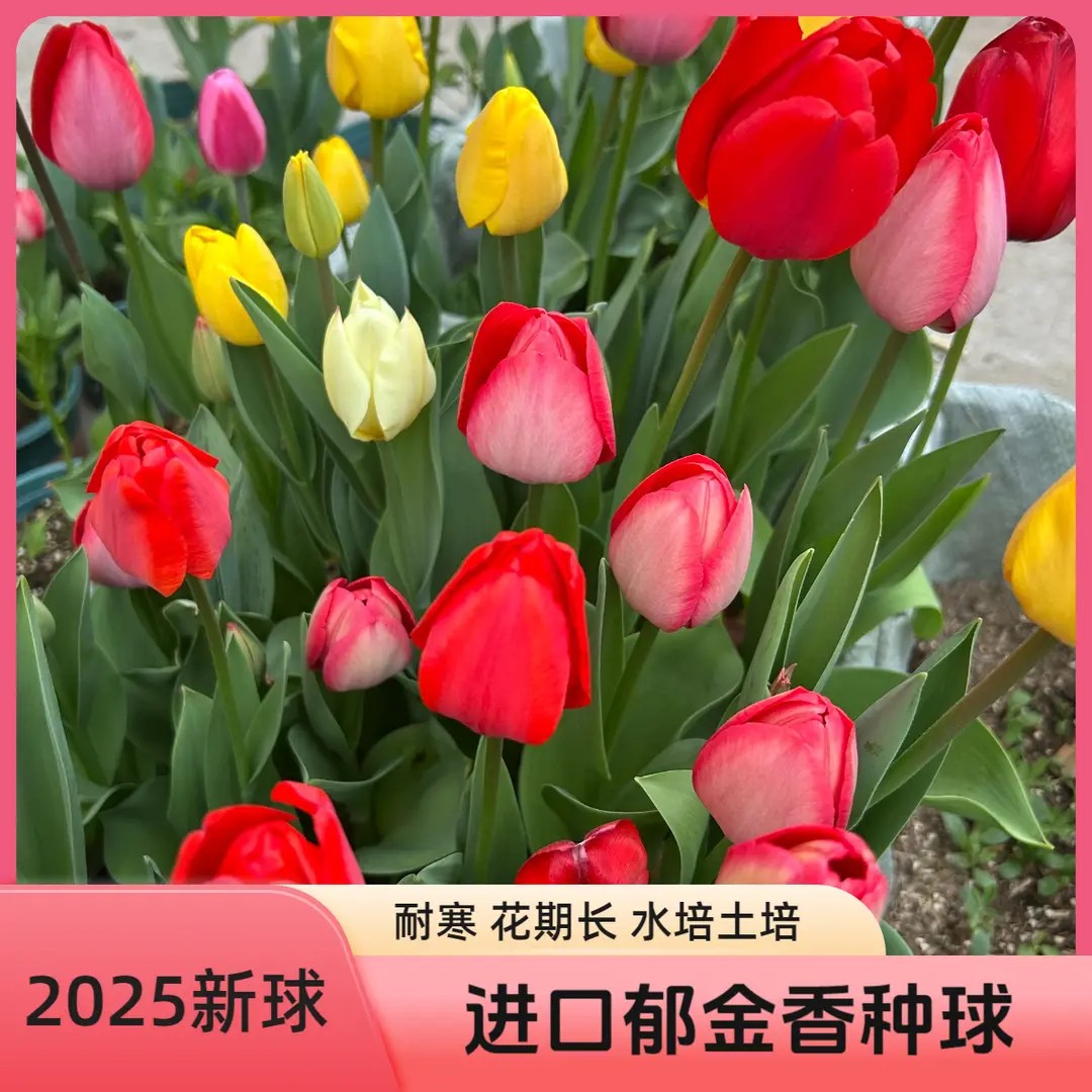 【下单立减30】进口郁金香种球耐寒多年生开花爆满四季开花水培2