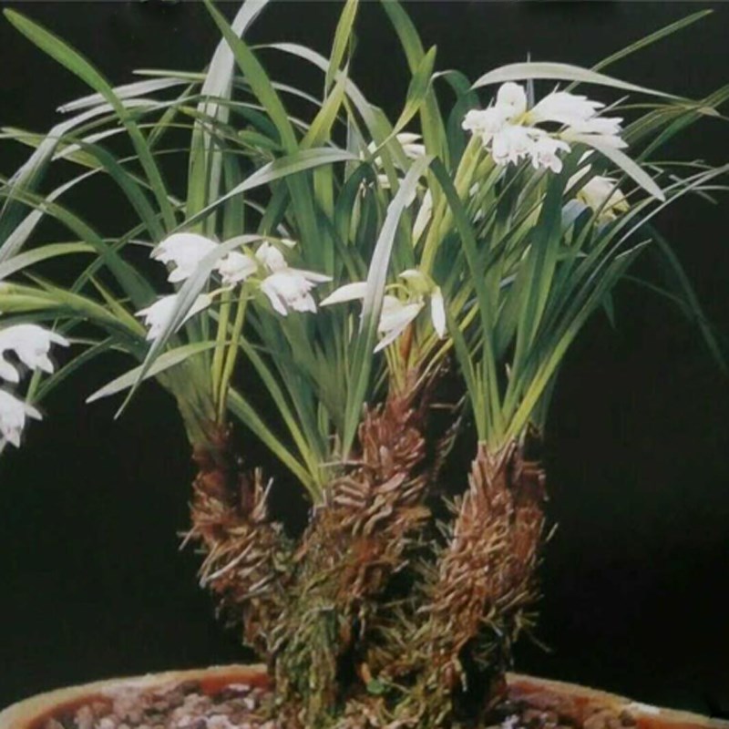 云南稀有兰花棕根大雪兰素花客厅阳台庭院四季绿植盆载Y纵根虎头