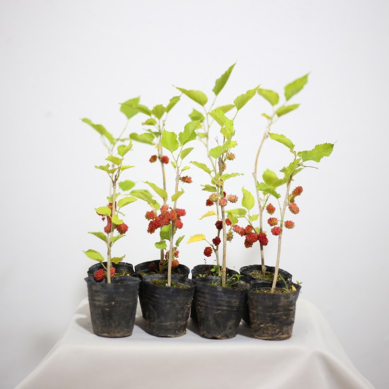 进口小叶姬果e桑苗 原生四季果桑扦插苗 桑苗盆景素材 姬桑苗带果