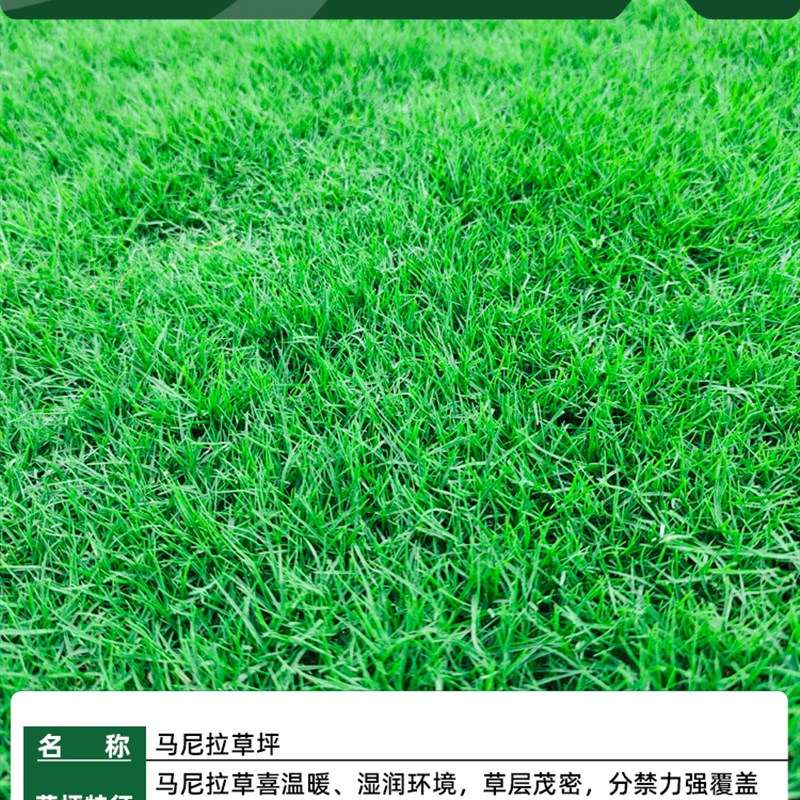 真草坪草皮带土花园庭院植物x带泥土马尼拉草四季青果岭百慕大草