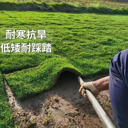 真草坪带土草皮四季青马尼拉果岭草百慕大剪股颖绿化草皮真草泥土