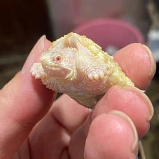 佛鳄白化鳄龟黄化受精孵化蛋招财镇宅乌龟蛋包受精蛋包孵化送工具