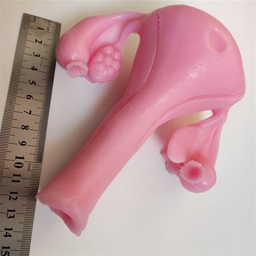 妇科宫腔镜外科腹腔镜剪切缝合剥离训练练习硅胶3D仿生模块模型