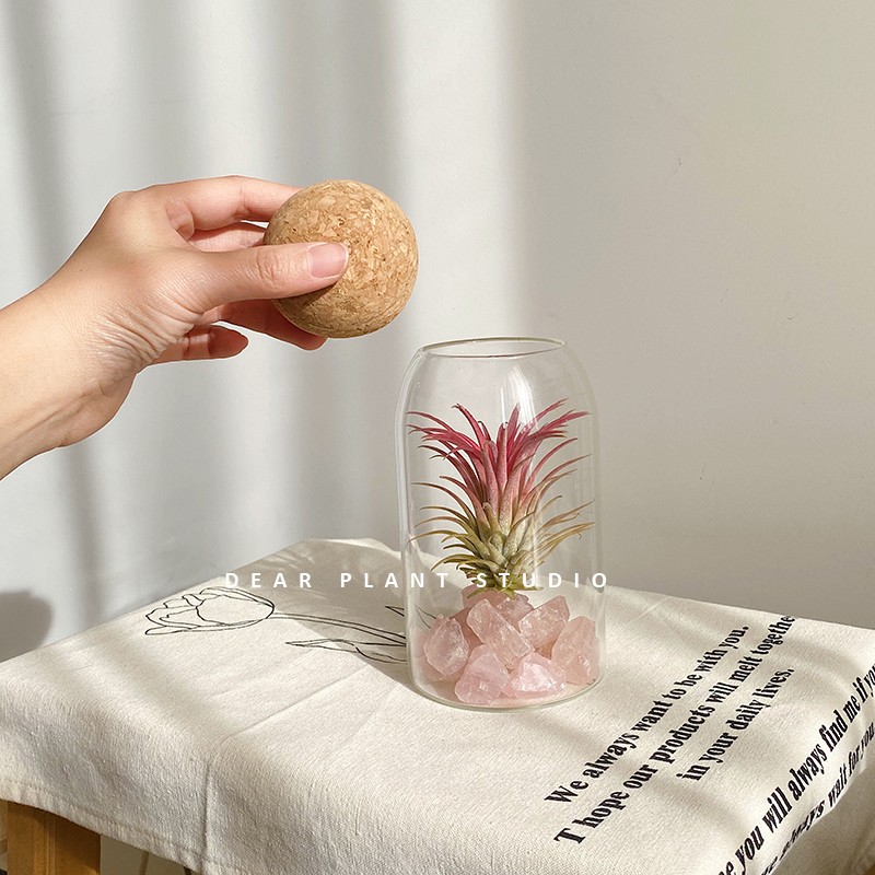 空气凤梨植物办公室桌面小盆栽四季好养无土懒人净化空气草花绿植