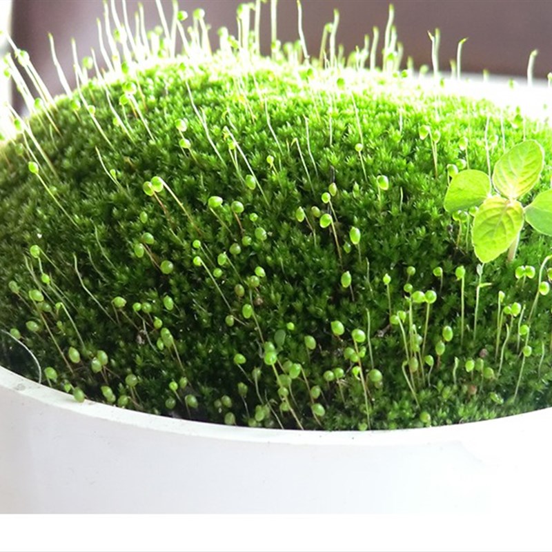 葫芦藓活苔藓地钱水陆缸造t景室内盆景微景观绿植物孢子学校上课