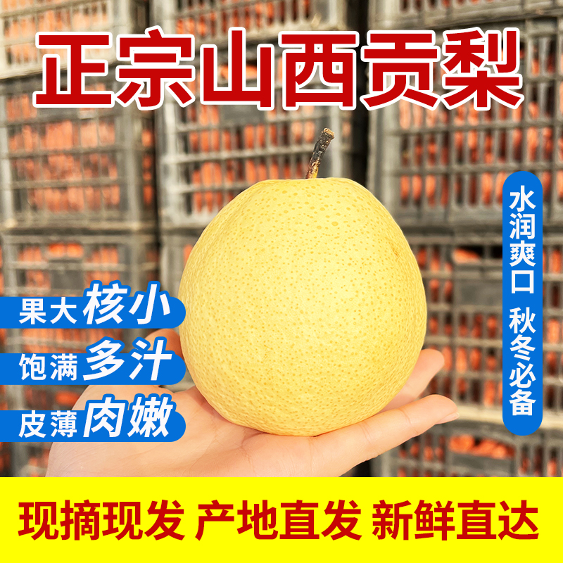【品质大果 全母梨-5块/斤】山西贡梨应季水果梨树现摘10斤甜梨