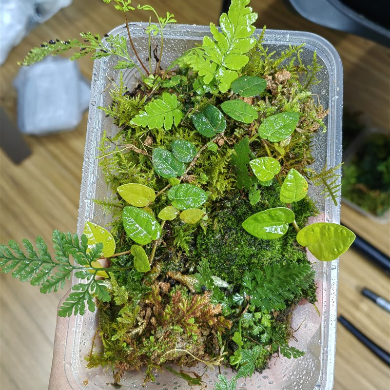 迷你蕨类各种小蕨微景观植物套餐雨林缸造景室内S小型绿植原生态