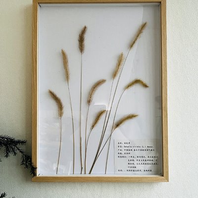原木风植物标本相框挂墙装饰客厅教师咖啡厅墙面装饰侘寂风装饰挂