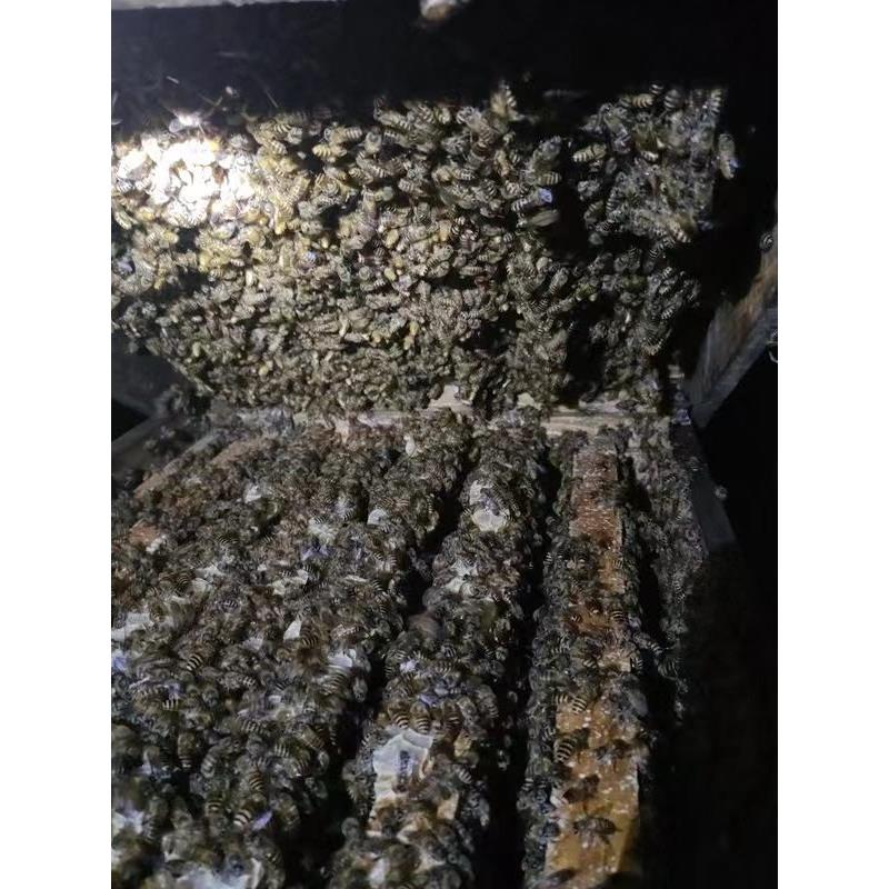 蜜蜂蜂群中蜂笼蜂蜜蜂活群带王蜂箱阿坝双色蜂王蜜蜂活群带王蜂蜡