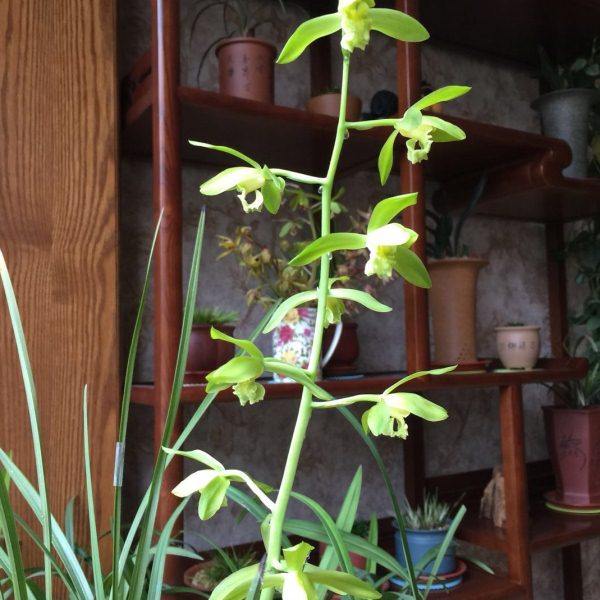 带花苞 金岙素 蕙兰老品种 浓香极香 特别好养 叶挺拔娟秀