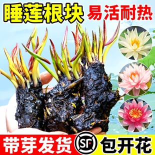 睡莲莲花根块池塘水缸鱼缸耐寒花卉花苞植物四季盆栽水培庭院开花