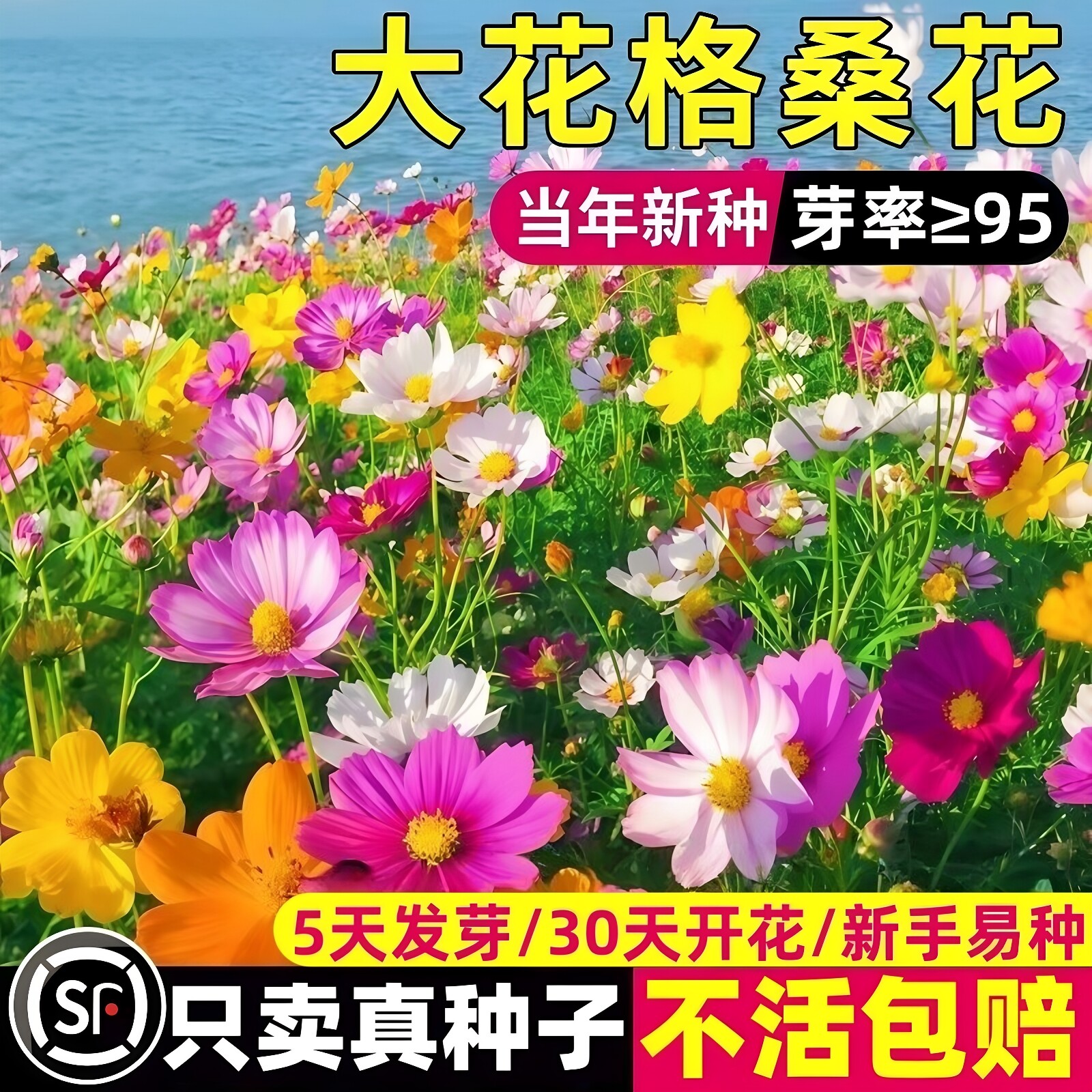 格桑花花种籽子波斯菊花太阳花种孑野花组合道路绿化播种开花种子
