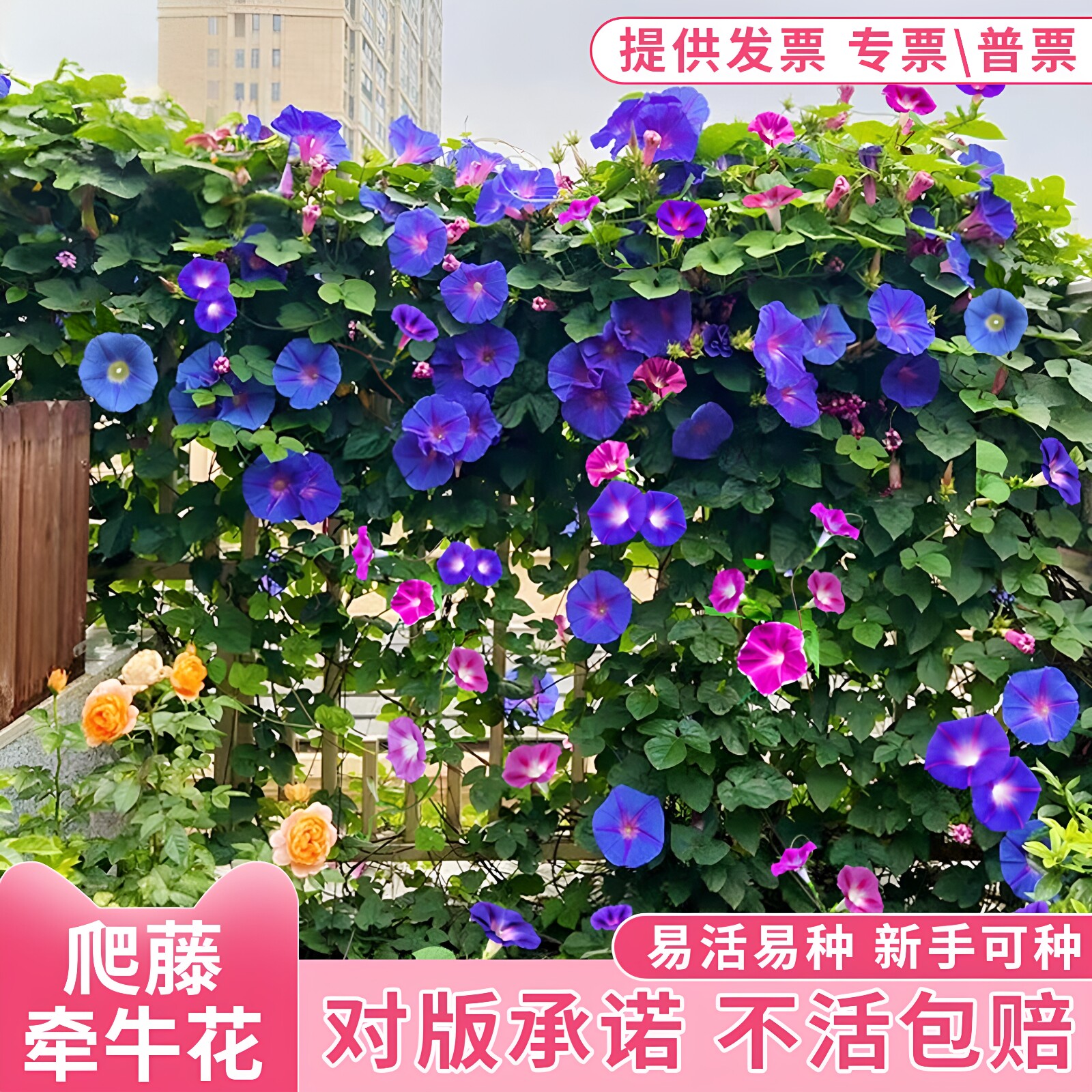 牵牛花种孑喇叭花室外爬墙爬藤花卉四季播种开花盆栽易活花种籽子