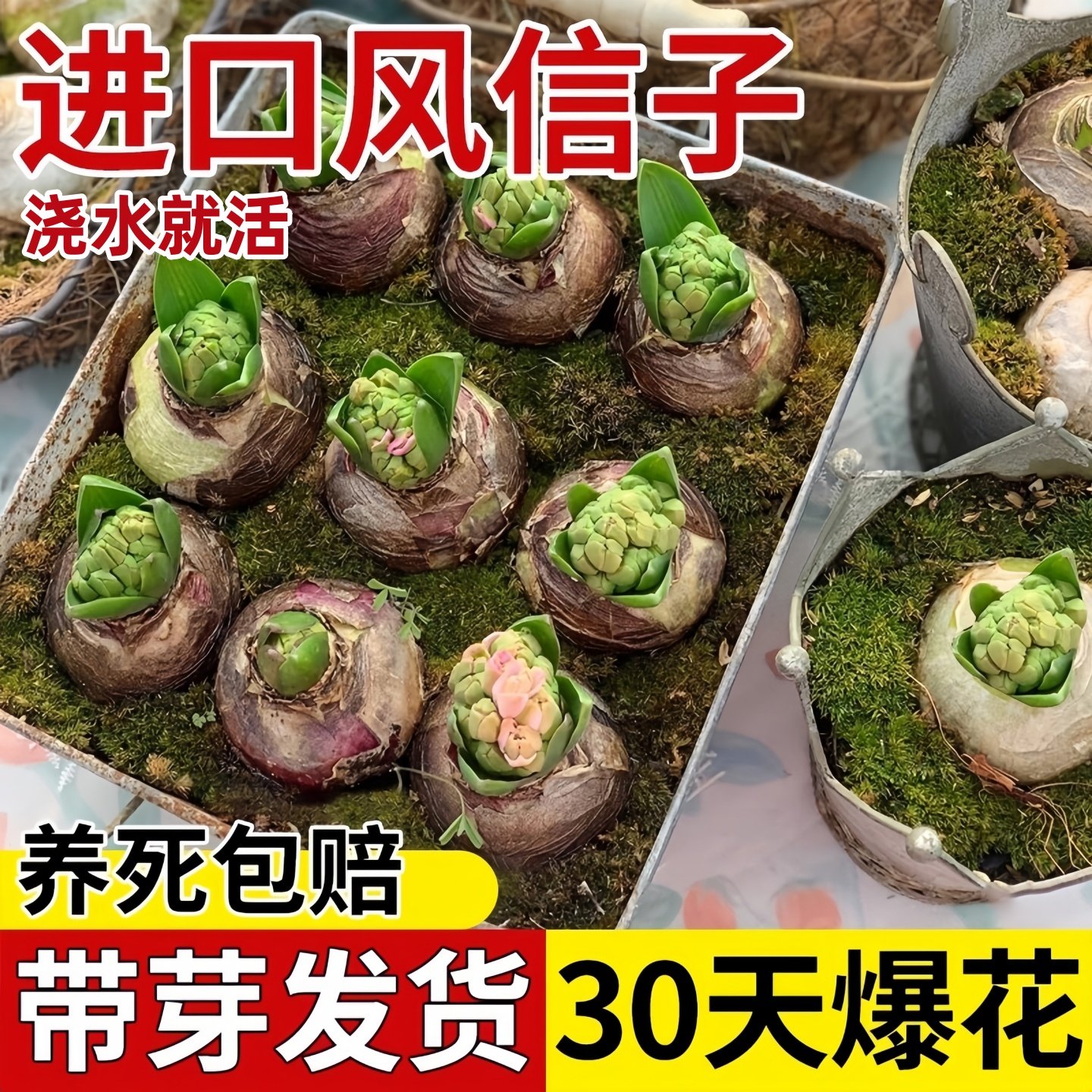 进口风信子水培土培种球四季耐寒室内阳台庭院盆栽花卉植物好养活