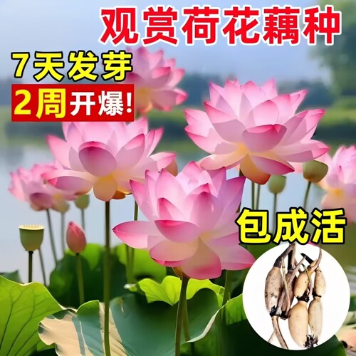 观赏荷花种藕苗碗莲花苗重瓣荷花盆栽水养四季种植阳台池塘大睡莲