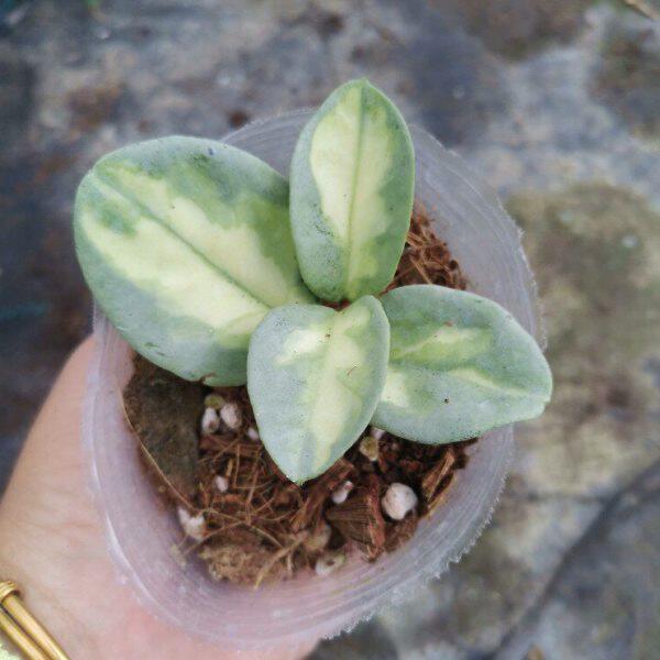 珍惜品种 阿根廷公主球兰