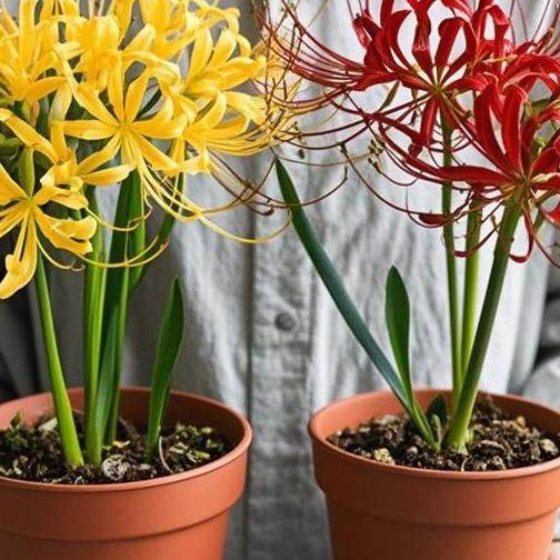 彼岸花种球曼珠沙华花种红花石蒜室内室外植物龙爪花盆栽花卉种子