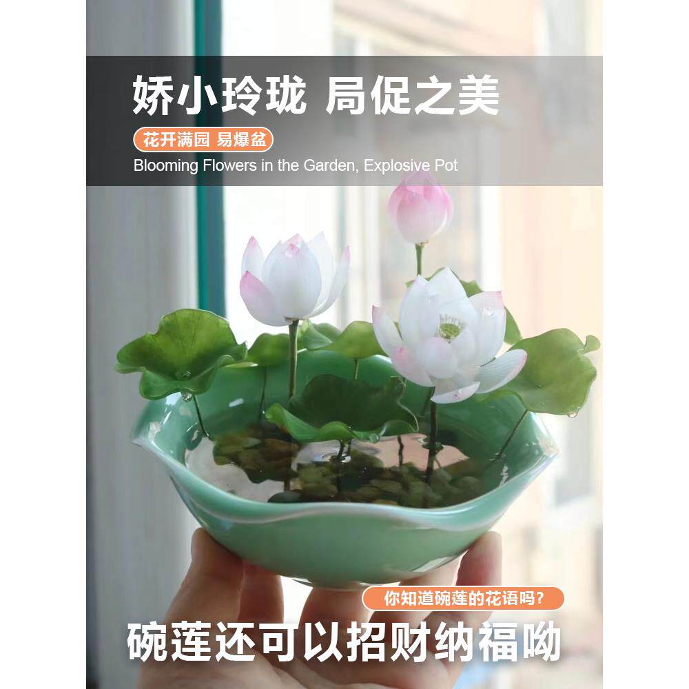 碗莲籽水培植物四季花卉莲花莲子花种子花种籽子睡莲水养荷花盆栽