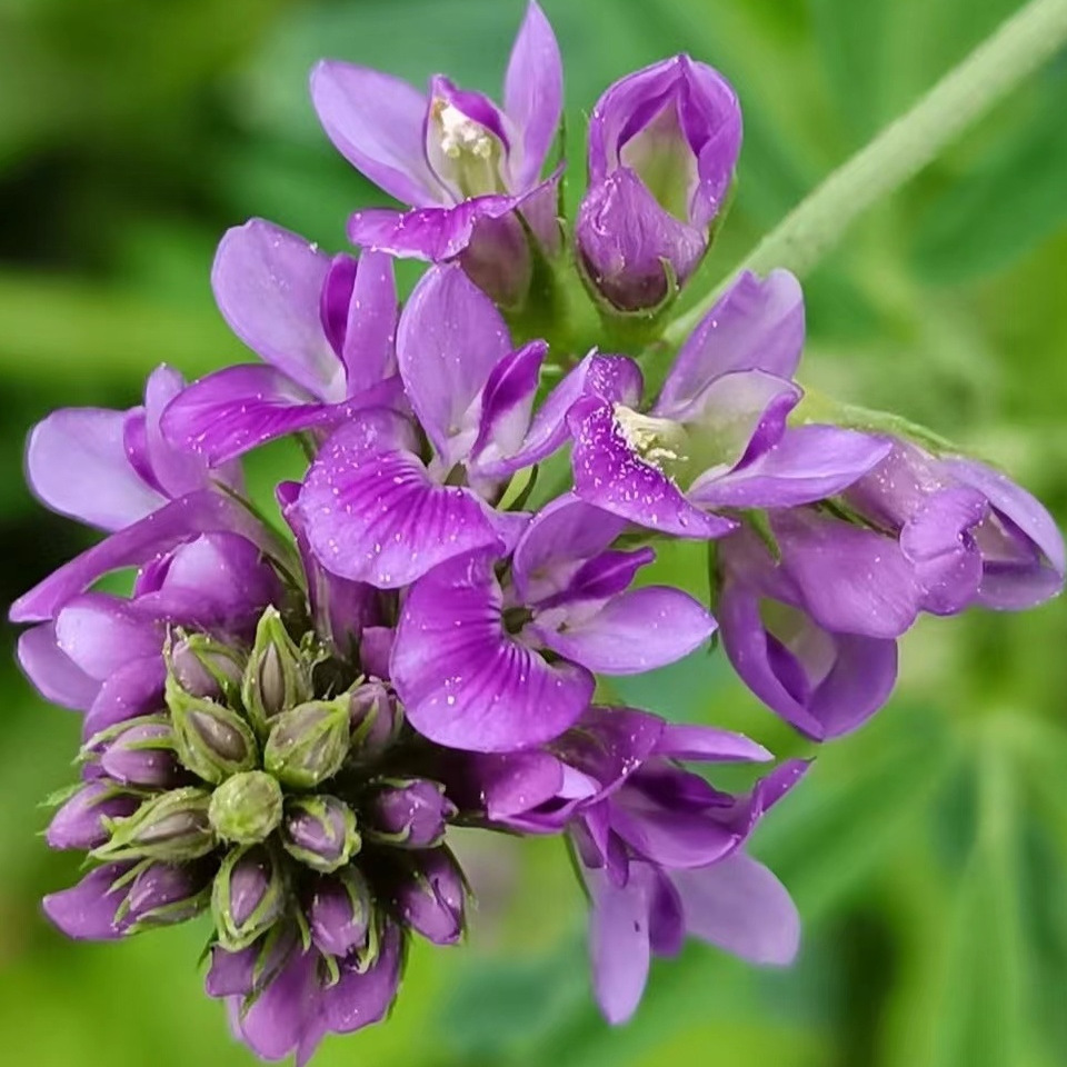 紫花苜蓿草种籽多年生鱼草种籽
