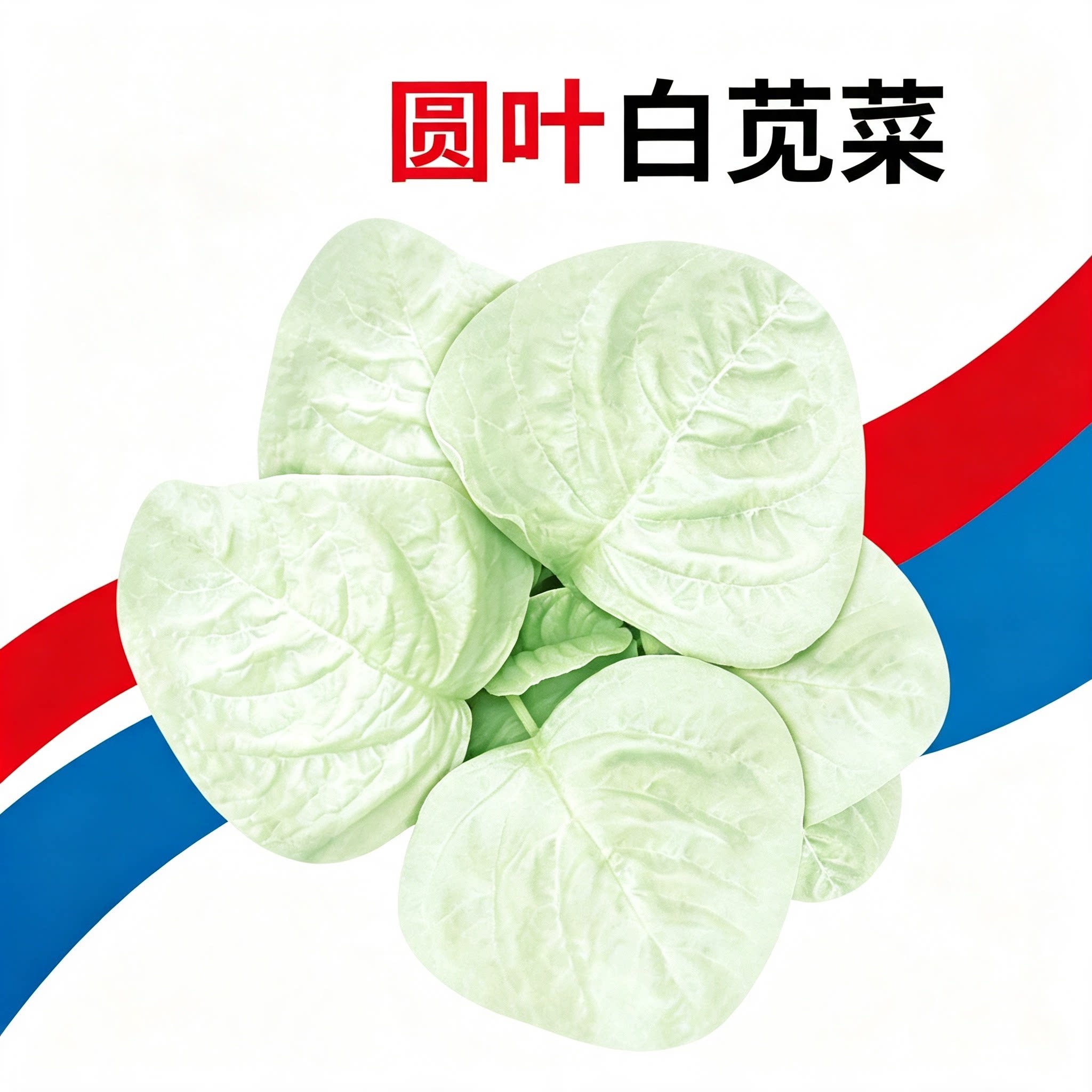 圆叶白苋菜种子红苋菜绿苋菜图片