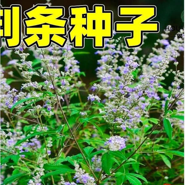 护坡荆条种子抗沙固土边坡