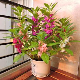 凤仙花种子重瓣茶花凤仙指甲花阳台盆栽花卉植物种子四季开花