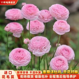 蝴蝶花毛茛种球根进口重瓣洋牡丹花苗阳台盆栽庭院地栽