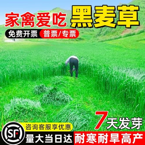 高杆耐寒黑麦草种子进口牧草草籽
