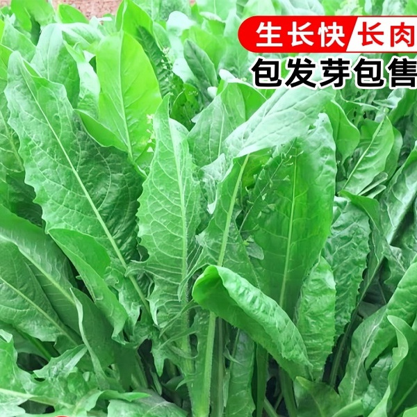 四季再生大叶菊苣种子养殖