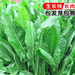 四季 牧草草籽鸡鸭鹅牛羊猪草高产种子籽 再生大叶菊苣种子养殖四季