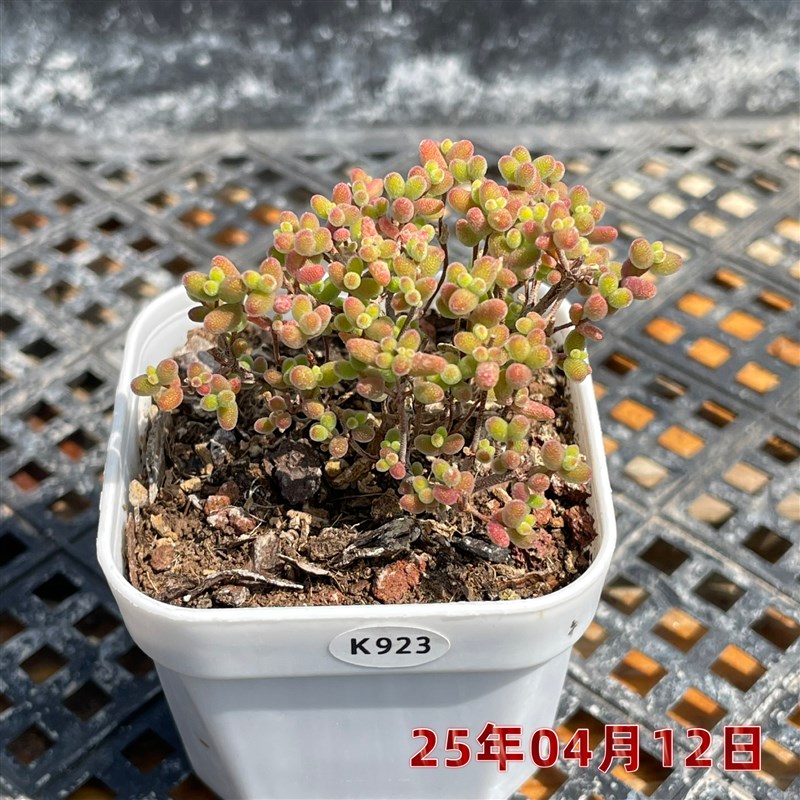 叶植庭【蜜橘糖球】支杆F番杏一物一拍昆明发货