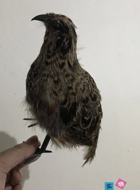 仿真鹌鹑模型园林摆件羽毛动物影视拍摄道具小鸟模型室内鸟笼装饰