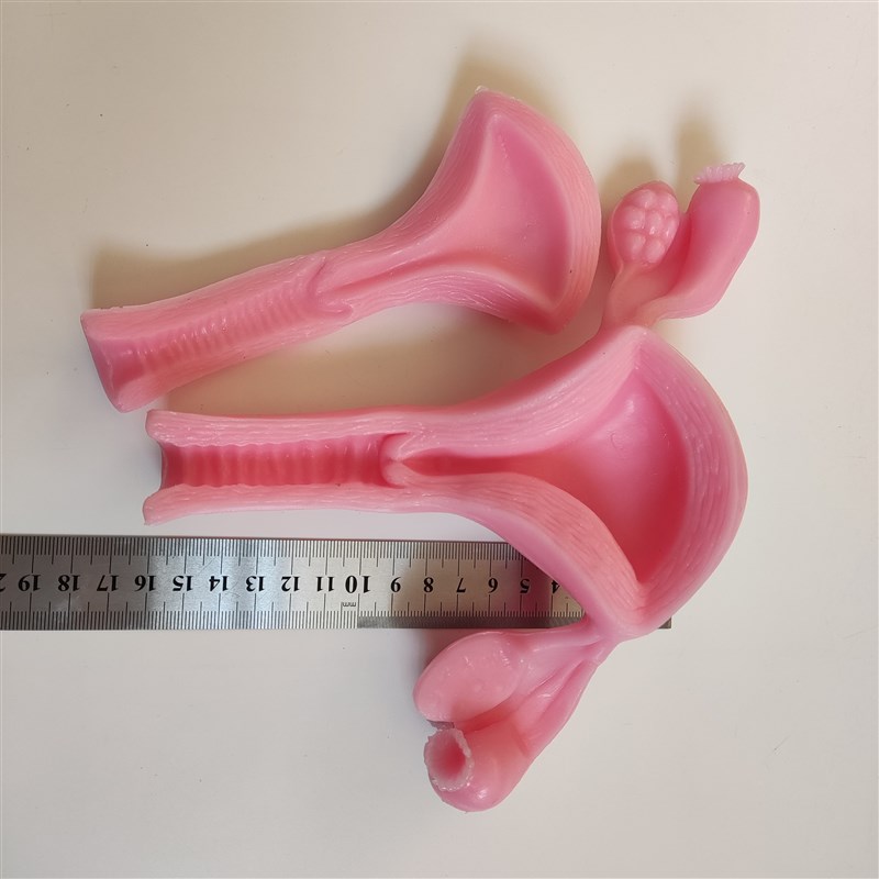 妇科宫腔镜外科腹腔镜剪切缝合剥离训练练习硅胶3D仿生模块模型