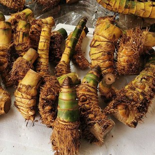 小叶簕竹盆景桩竹l鞭竹根室内外勒竹庭院景观绿植桌面簕竹常绿