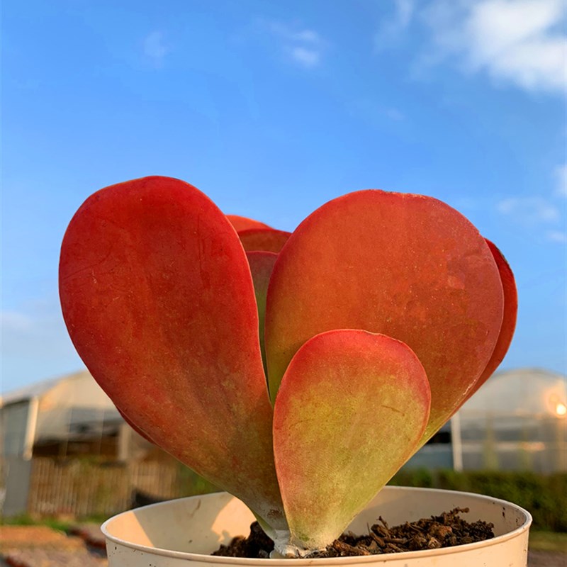 唐印 到货黑腐j包赔 实物拍摄云南露养精品红色小老桩向阳多肉植