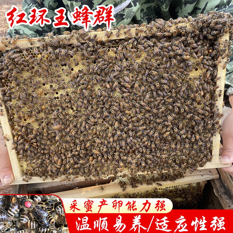 优质中蜂蜂王蜂群蜜n蜂活 群带王带箱子脾双色红环产卵强笼蜂包活