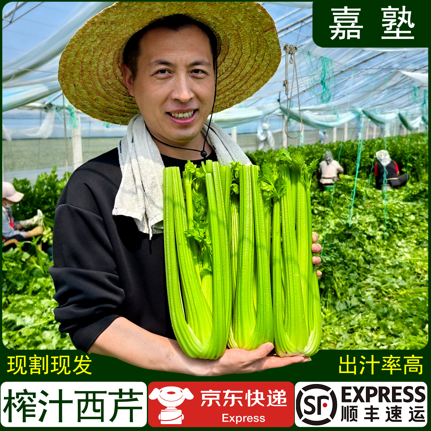 新鲜西芹榨汁专用大棵去叶发货
