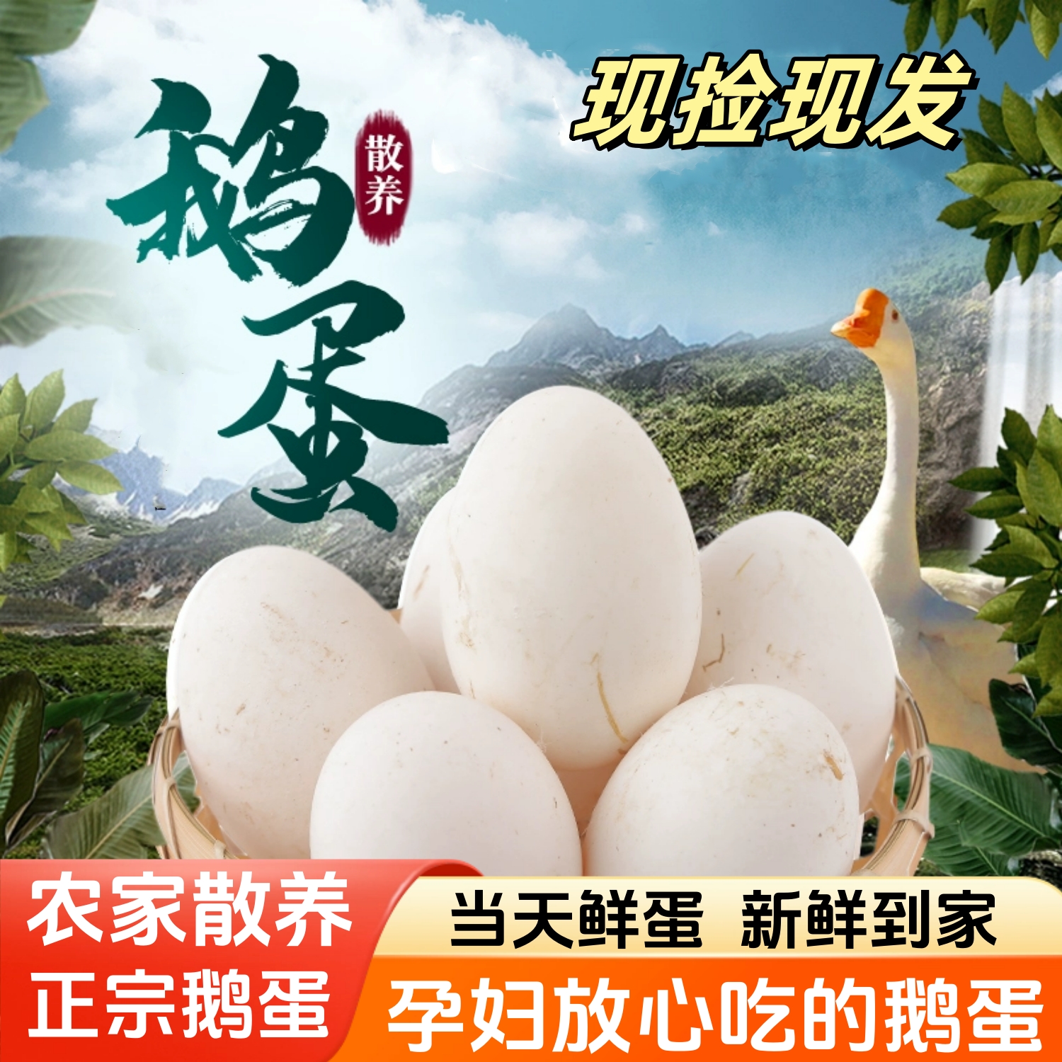 新鲜鹅蛋农家散养正宗土鹅蛋特大