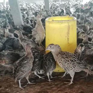 包温2021鸡杂粮雉芦贵脱辅食鸡鸡活花土鸡山d鸡初生苗妃活活七彩