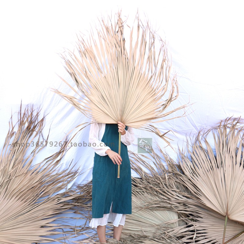新鲜棕榈树叶蒲葵叶扇形背景北欧婚庆会展布景葵扇叶商场场景拱门