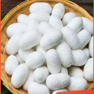 广西双宫茧抽丝手工桑蚕丝棉兜原料竹弓竹撑开茧蚕丝被开茧春蚕茧