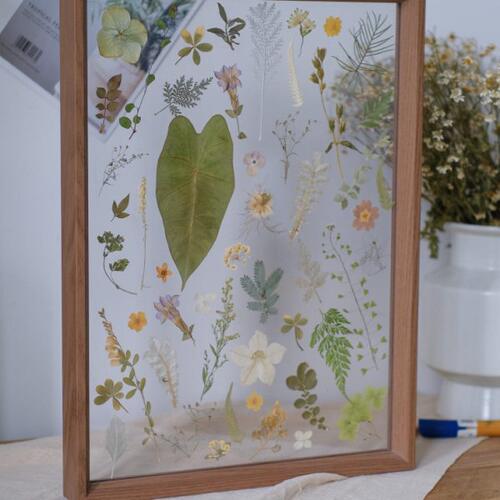 透明相框植物标本押花压花干花装饰画秋天花园乔迁咖啡厅民宿礼物