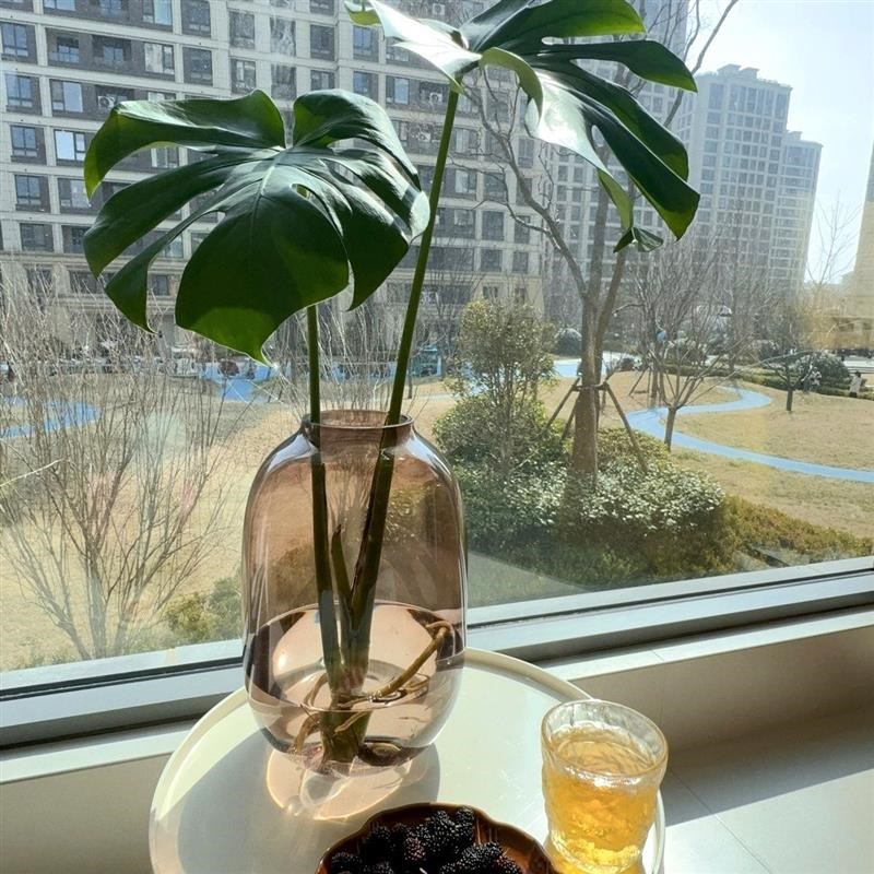 龟背竹花瓶透f明玻璃大肚花瓶摆件客厅插花大口径水培马醉木吊钟