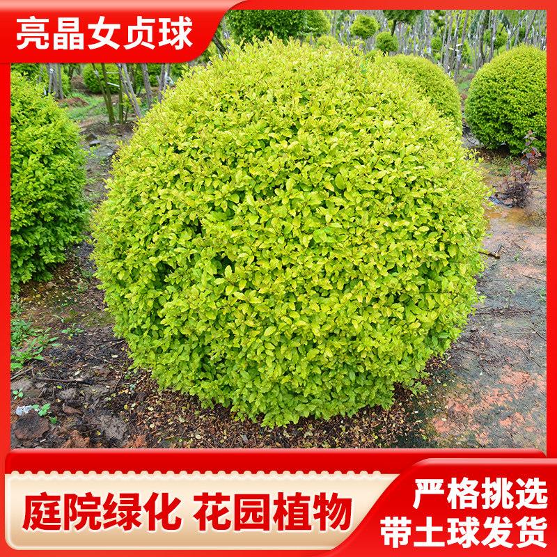 亮晶女贞棒棒糖川金滇蜡树苗小叶柠檬之光冬青先令球庭院花镜植物