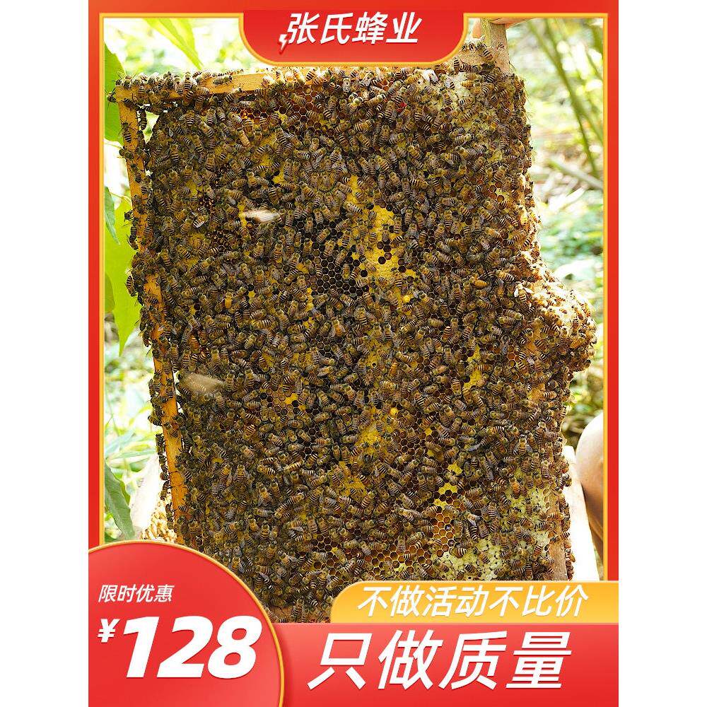 优质中蜂蜂群带王带子脾阿坝蜂王土蜜蜂养殖中华蜜蜂蜂群带箱包活