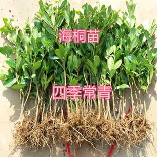 植物庭院 海园林海桐绿篱笆苗味芳桐 树苗香球围墙气四季常青海桐