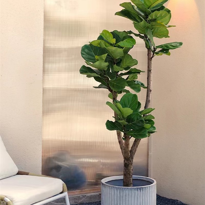 老桩琴叶榕室内大型鲜活绿植北欧风老桩易养净化空.气网红植物